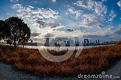 View of a tree and some grass with riverside and Umeda city in the background during sunrise Stock Photo