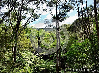 View through the treetops of native bushland Stock Photo