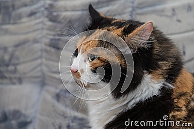 Portrait tricolor cat - look Stock Photo
