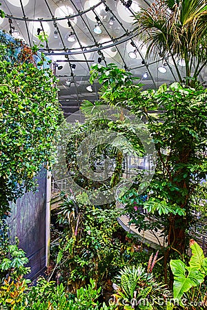 View of tropical rainforest biome trees inside dome with painted wall and winding pathway Editorial Stock Photo