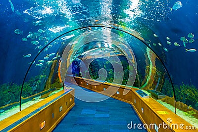 view of a tunnel in an aquarium providing close look at the maritime world....IMAGE Editorial Stock Photo