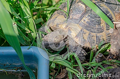 View of a turtle going to drink water. Reproduction of turtles at home Stock Photo