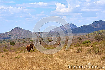 View of two African elephant savanna goes on safari in Kenya, with blurred trees and mountains Stock Photo