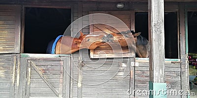 View of two brown horses kissing in an adjacent stable in a ranch Stock Photo