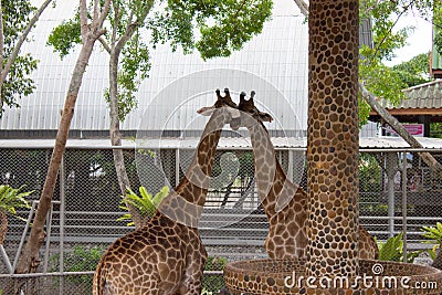 View of two giraffes staying close up and kissing,beautiful couple of wild animals on the date at Thailand zoo,wildlife Stock Photo