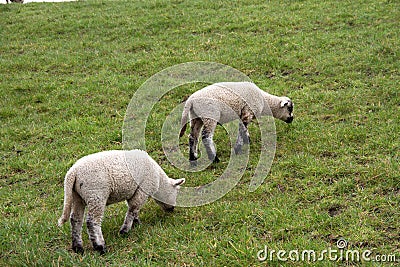 View on two little white sheeps feeding grass on a grass area under a cloudy sky in rhede emsland germany Stock Photo