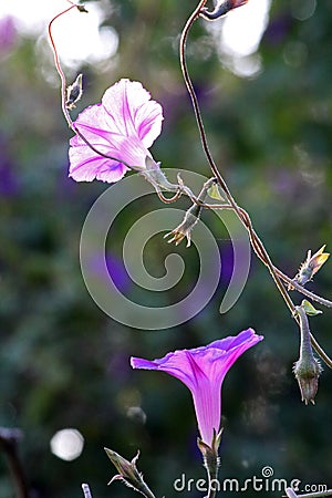 TWO PINK MORNING GLORY FLOWERS IN THE LATE AFTERNOON Stock Photo