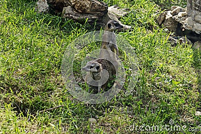 View of two meerkat, meercat or Suricata suricatta namaquensis relax on the meadow and look curiosity Stock Photo