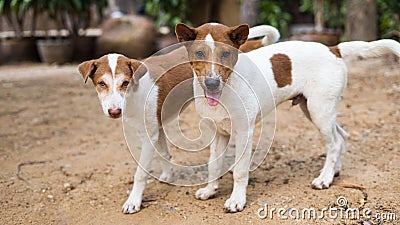 A view of two teenage Thai dogs, brown and white, staring suspiciously forward Stock Photo