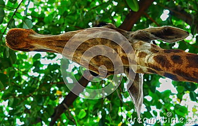 View from under a giraffes head Stock Photo