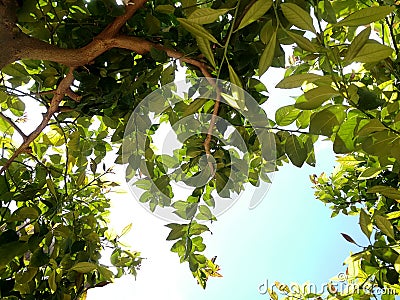 View under lemon tree Stock Photo