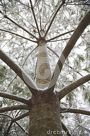 View from underneath of a magestic pine tree Stock Photo