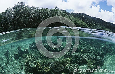 View of underwater scene and surface level view Stock Photo
