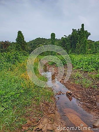 View of undevelop land with small stream Stock Photo