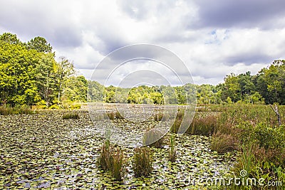 View of an undisturbed pond full of lily pads with cloudy skys and sunlight Stock Photo