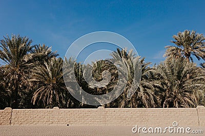 View of the unesco enlisted oasis in Al Ain, UAE Stock Photo