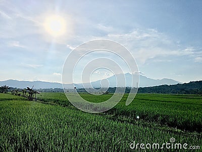 View of mountain from the middle of rice fields. Stock Photo