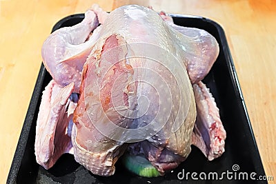 View of a utility turkey with its breast skin damaged Stock Photo