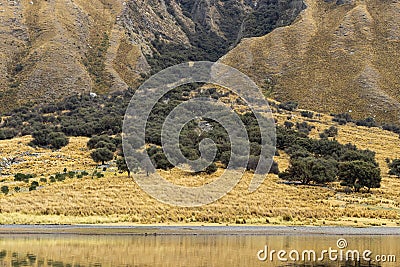 View of various trees and bushes on the yellow meadow in the mountain, near Querococha Lake (altitude 3980 masl) Stock Photo