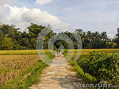 A view of the vast rice fields with cloudy sky and street in Blitar, indonesia Editorial Stock Photo