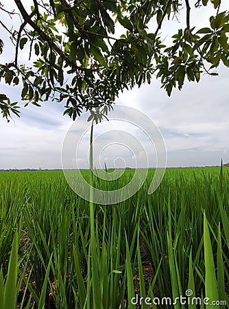 A view of a verdant rice field and shady trees Stock Photo