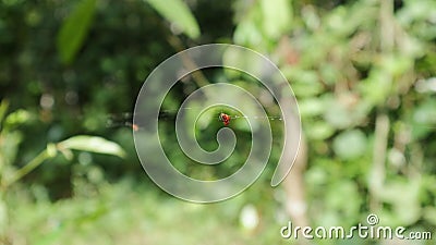 View of a very small female Red and silver dewdrop spider sitting on its spider web Stock Photo
