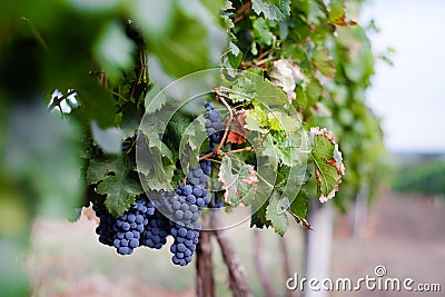 View of vineyard row with bunches of ripe red wine grapes. Republic of Moldova grapes harvesting season. Stock Photo