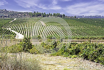 View of a vineyard with rows of vines against a sky with clouds Stock Photo