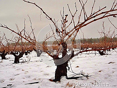 View of a vineyard under the snow. snowfall in winter on the vine and shoots with orange tones Stock Photo