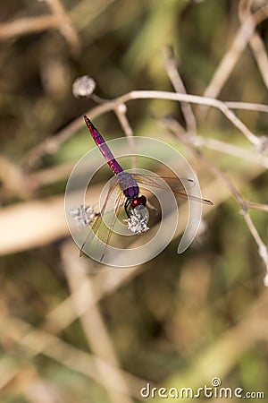 View of violet dropwing dragonfly Stock Photo