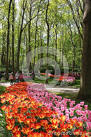 Tulips in woodland area, Keukenhof Gardens Holland Editorial Stock Photo