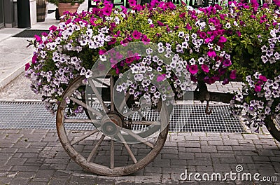 Wagon with beautiful petunia flowers , Livigno Stock Photo