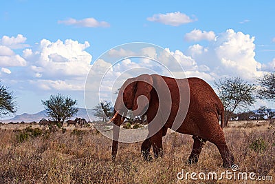 A view of a walking elephant with tusks and trunk. Dry grass on African safari with trees and herd of zebras in background, under Stock Photo
