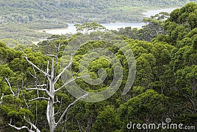 View of the Walpole River Western Australia in autumn. Stock Photo