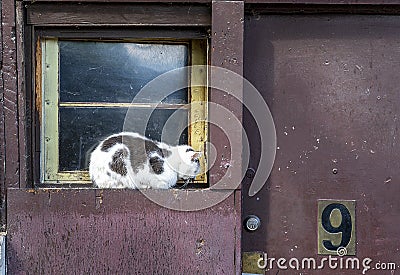 View of a white and black-furred cat on the wooden framed window with a number 9 mark on the door Stock Photo