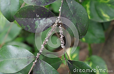 View of the white Scale insects in different development stages sticks on a stem Stock Photo