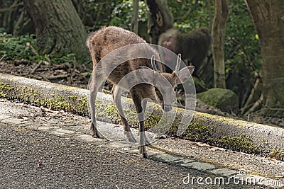 View of wild Yakushima spotted sika deer or Cervus nippon yakushimae in Yakushima Island, Japan Stock Photo