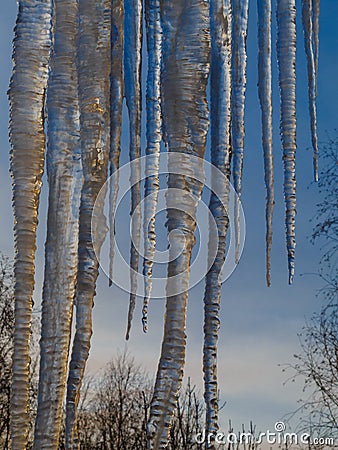 Huge icicles of ice hang from the roof against the blue sky and the treetops. Vertical orientation. Stock Photo