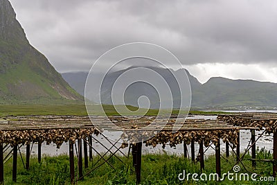 View of wooden racks on the coast of the Lofoten Islands with hundreds of stockfish heads drying in the arctic air Stock Photo