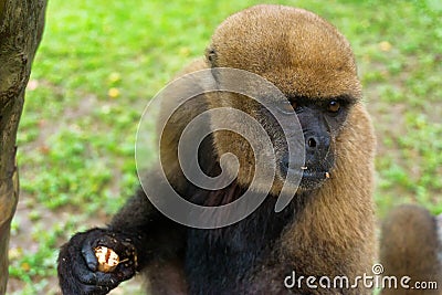 View of a Woolly Monkey Stock Photo