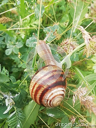 A view of the world of amazing snails and their plants Stock Photo