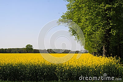 View on yellow rapeseed field with green trees in dutch rural landscape in spring near Nijmegen - Netherlands Stock Photo