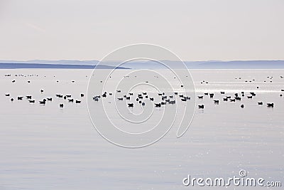 View of ÃŽle aux Basques National Historic Site of Canada, with large flock of seagulls floating Stock Photo