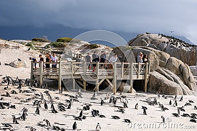 Viewing platform at Boulders Beach in Simonstown, Cape Town, South Africa, where there is a colony of African penguins. Editorial Stock Photo