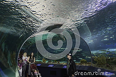 Viewing the Shark Tank at Toronto Aquarium Editorial Stock Photo