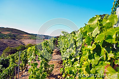 Views of Belesar reservoir in the Minho river. Stock Photo