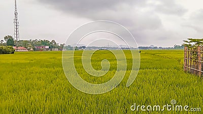 view of green rice fields Stock Photo
