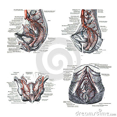 4 views of female human sexual organs Editorial Stock Photo