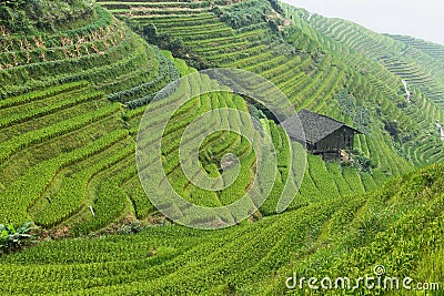 Views of green Longji terraced fields Stock Photo