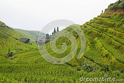 Views of green Longji terraced fields Stock Photo